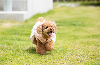写真館 スタジオ アンジェのその他 撮影メニュー